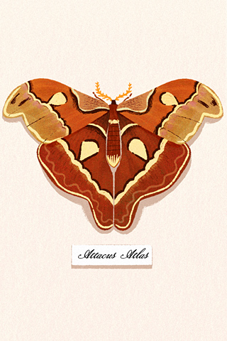 Moth by George Bletsis
