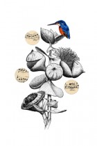 Birdsongs 3 by Chloe Killen