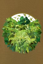 Birds & Plants by Seiko Kato at Handsome Frank